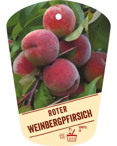 Prunus persica 'Roter Weinbergpfirsich', Bildhängeetikett VS:
