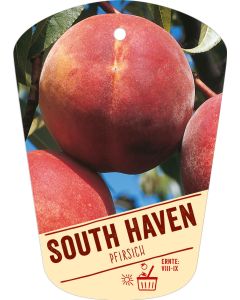 Prunus persica 'South Haven', Bildhängeetikett VS: