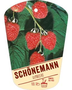 Rubus idaeus 'Schönemann', Bildhängeetikett VS: