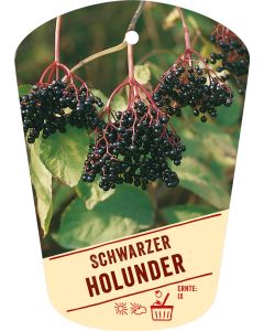 Sambucus nigra, Bildhängeetikett VS: