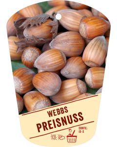 Corylus avellana 'Webbs Preisnuss', Bildhängeetikett VS: