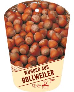 Corylus avellana 'Wunder aus Bollweiler', Bildhängeetikett VS: