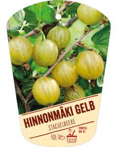 Ribes uva-crispa v. sativum 'Hinnonmäki gelb', Bildhängeetikett VS: