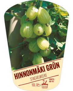 Ribes uva-crispa v. sativum 'Hinnonmäki grün', Bildhängeetikett VS: