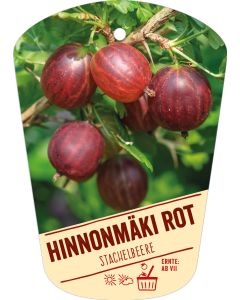 Ribes uva-crispa v. sativum 'Hinnonmäki rot', Bildhängeetikett VS: