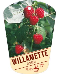 Rubus idaeus 'Willamette', Bildhängeetikett VS:
