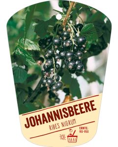 Ribes nigrum, Bildhängeetikett VS: