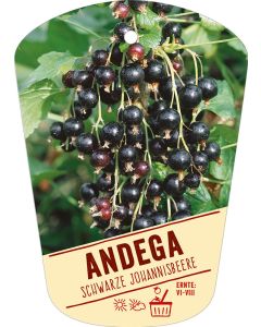 Ribes nigrum 'Andega', Bildhängeetikett VS: