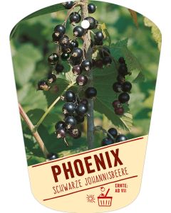 Ribes nigrum 'Phoenix', Bildhängeetikett VS: