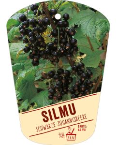 Ribes nigrum 'Silmu', Bildhängeetikett VS: