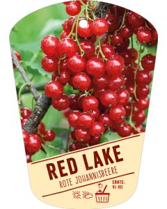 Ribes rubrum 'Red Lake', Bildhängeetikett VS: