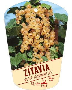 Ribes rubrum 'Zitavia', Bildhängeetikett VS: