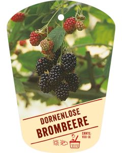 Rubus fruticosus, Bildhängeetikett VS: