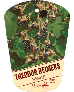 Rubus fruticosus 'Theodor Reimers', Bildhängeetikett VS: