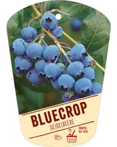 Vaccinium corymbosum 'Bluecrop', Bildhängeetikett VS: