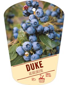 Vaccinium corymbosum 'Duke', Bildhängeetikett VS: