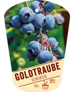Vaccinium corymbosum 'Goldtraube', Bildhängeetikett VS:
