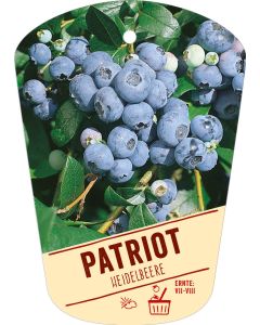 Vaccinium corymbosum 'Patriot', Bildhängeetikett VS: