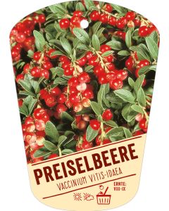 Vaccinium vitis-idaea, Bildhängeetikett VS:
