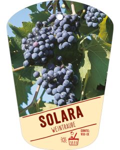 Vitis vinifera 'Solara', Bildhängeetikett VS: