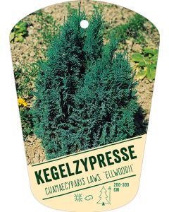 Chamaecyparis laws. 'Ellwoodii', Bildhängeetikett VS: