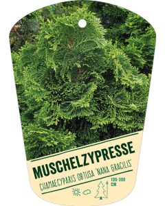 Chamaecyparis obtusa 'Nana Gracilis', Bildhängeetikett VS: