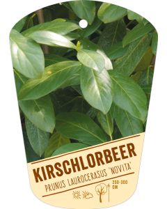 Prunus lauroc. 'Novita', Bildhängeetikett VS: