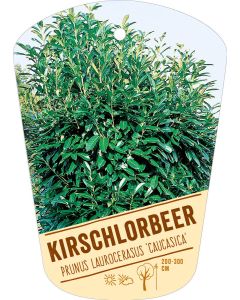 Prunus lauroc. 'Caucasica', Bildhängeetikett VS: