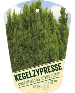 Chamaecyparis laws. 'Ellwood's Empire', Bildhängeetikett VS: