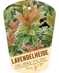 Pieris japonica 'Little Heath', Bildhängeetikett VS:
