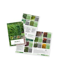 Prospekt Hecken