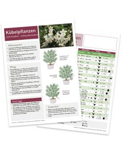 Infoblatt Kübelpflanzen Terasse und Balkon Vorder- und Rückseite