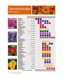 Infoposter Sonnenstauden
