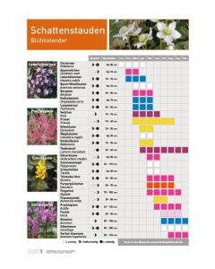 Infoposter Schattenstauden