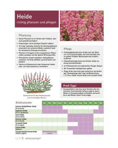 Infoposter Heide