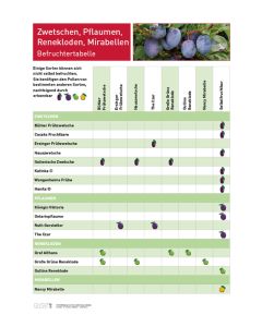 Infoposter Zwetschen, Pflaumen