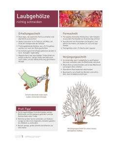 Infoposter Vario Laubgehölze Schnitt