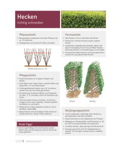 Infoposter Vario Hecken Schnitt