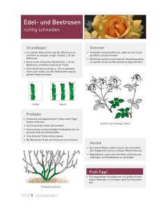 Infoposter Vario Rosen Schnitt
