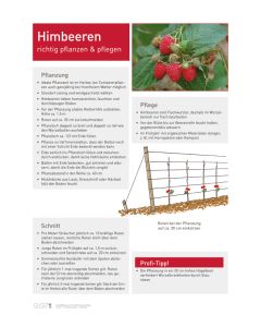 Infoposter Vario Himbeeren