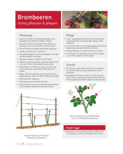 Infoposter Vario Brombeeren