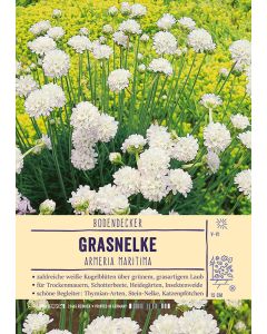 Sortenschild, Armeria maritima