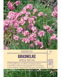 Sortenschild, Armeria maritima