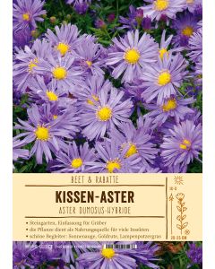 Sortenschild, Aster Dumosus-Hybride