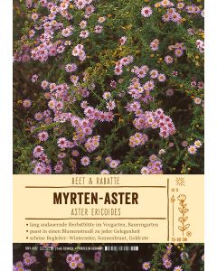 Sortenschild, Aster ericoides
