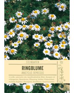 Sortenschild, Anacyclus depressus