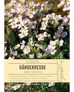 Sortenschild, Arabis caucasica