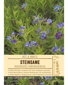 Sortenschild, Buglossoides purpurocaerulea