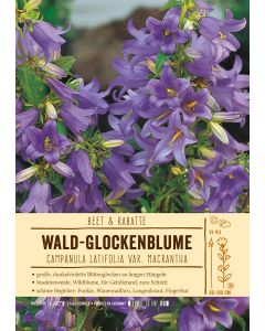 Sortenschild, Campanula latifolia var. macrantha