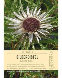 Sortenschild, Carlina acaulis